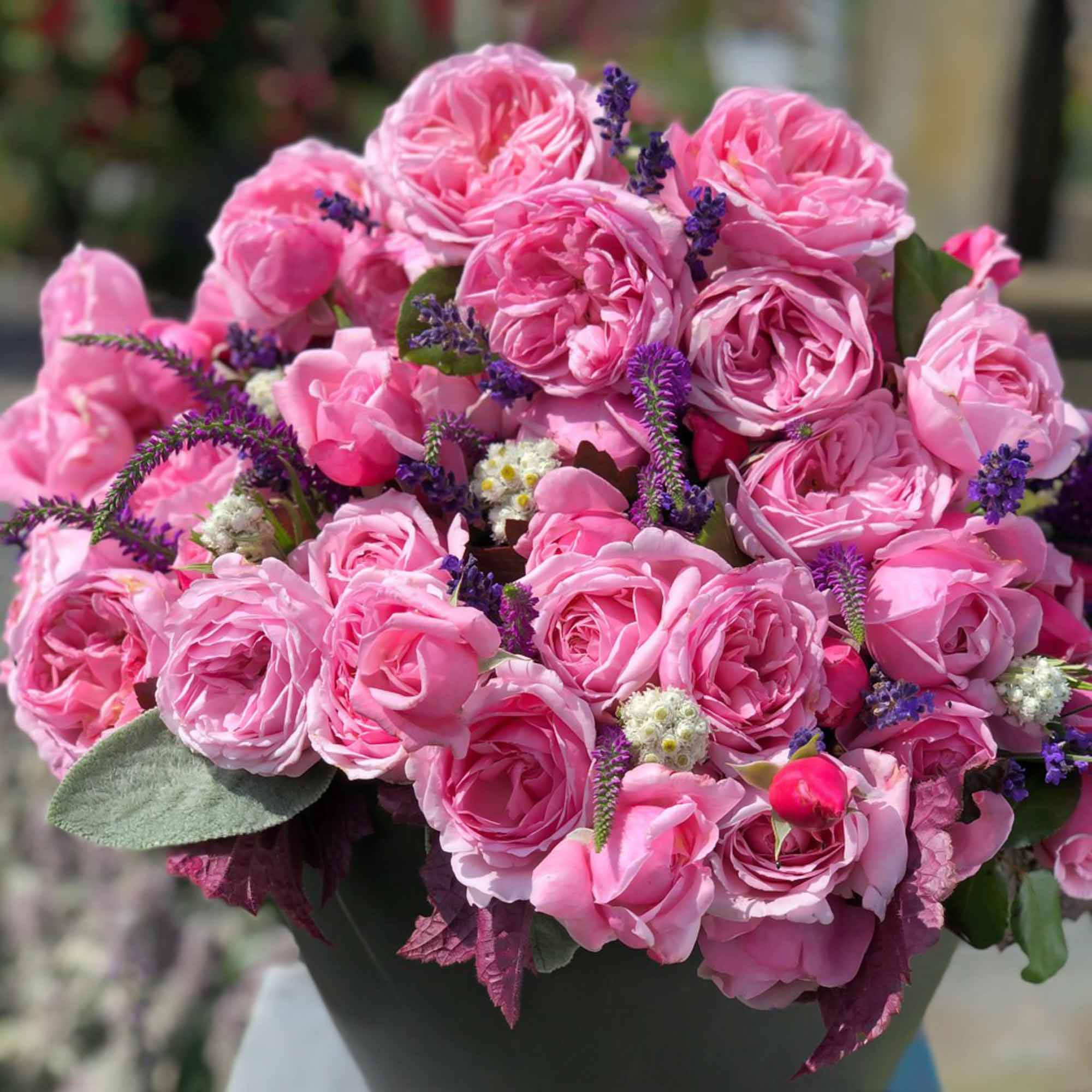 Arborose® Kiss Me Kate