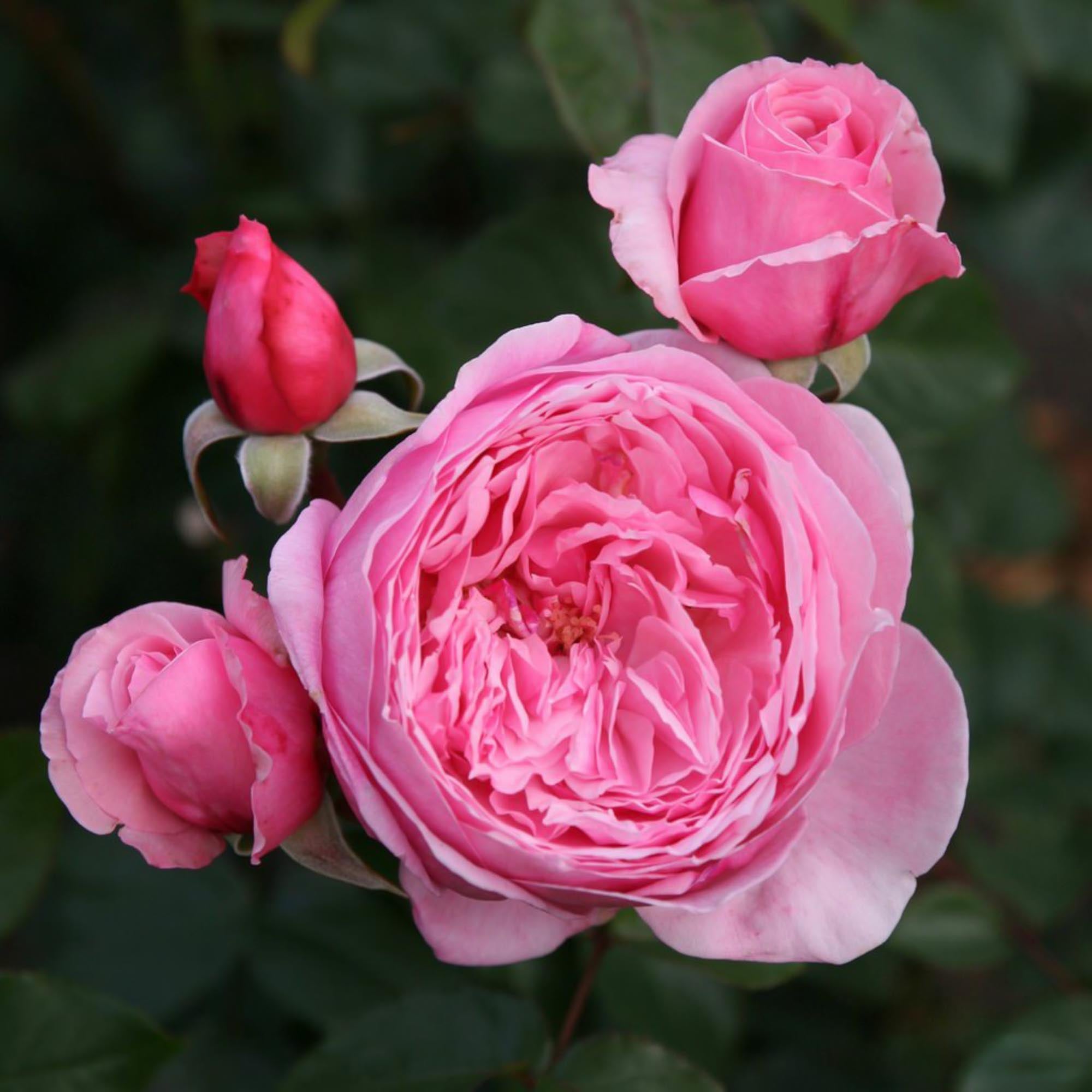 Arborose® Kiss Me Kate