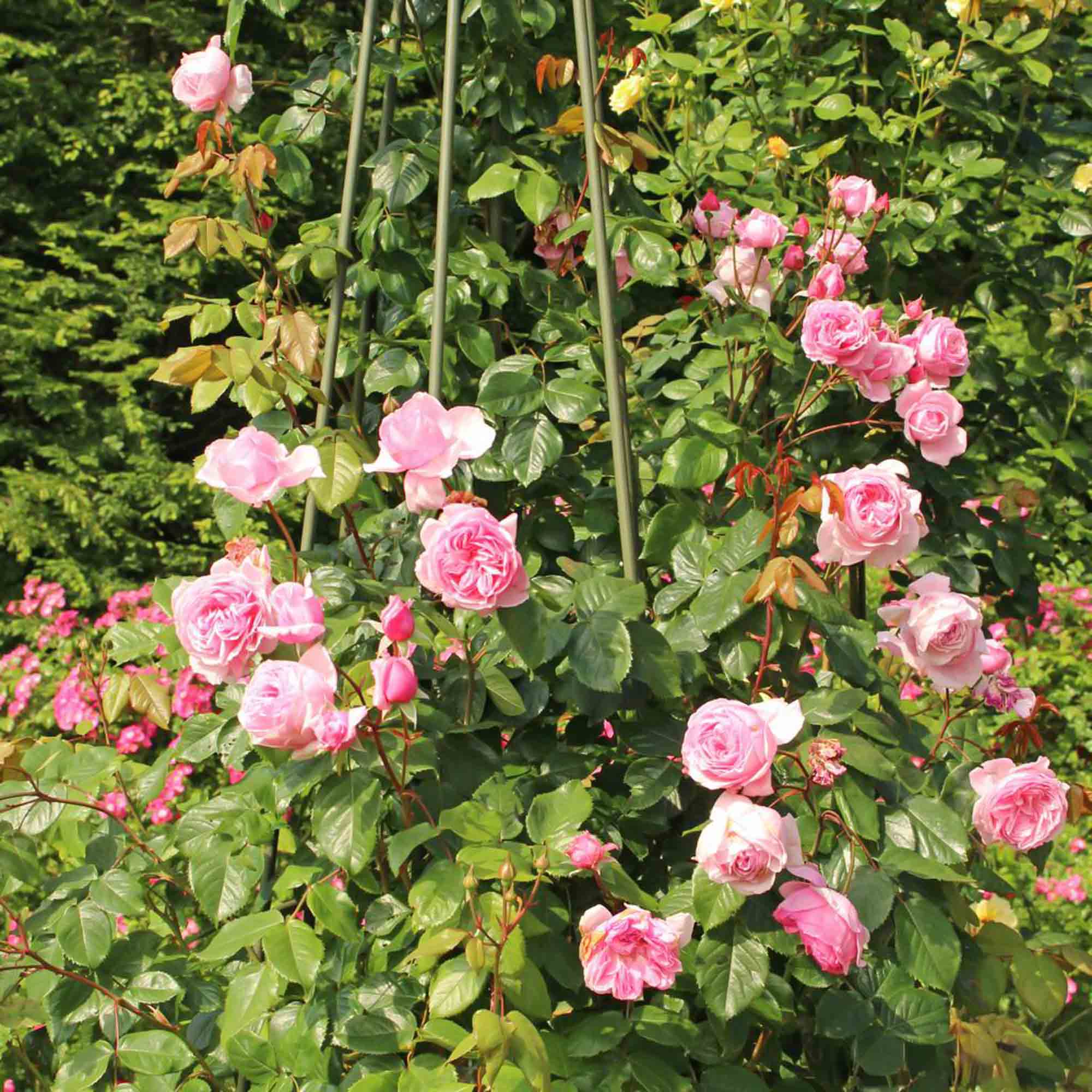 Arborose Kiss Me Kate Climbing Rose | Heirloom Roses