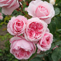 Arborose® Kiss Me Kate