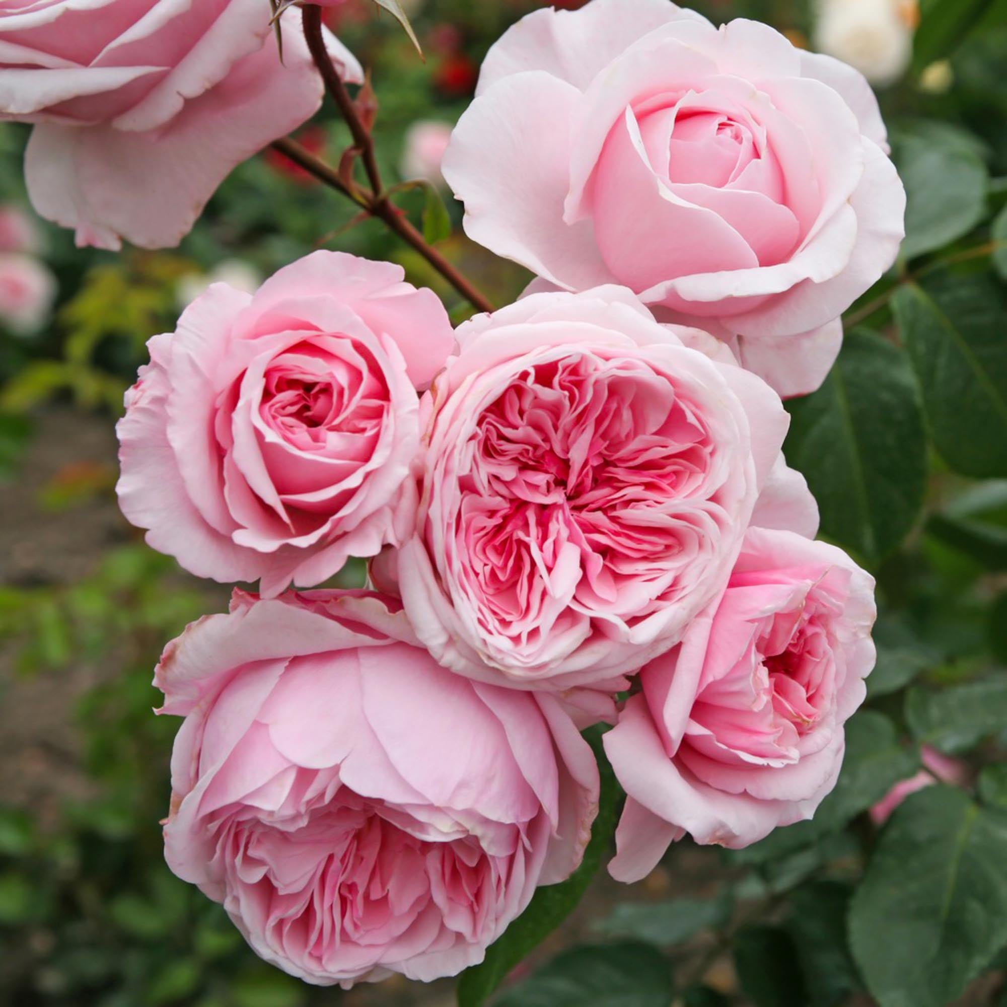 Arborose® Kiss Me Kate