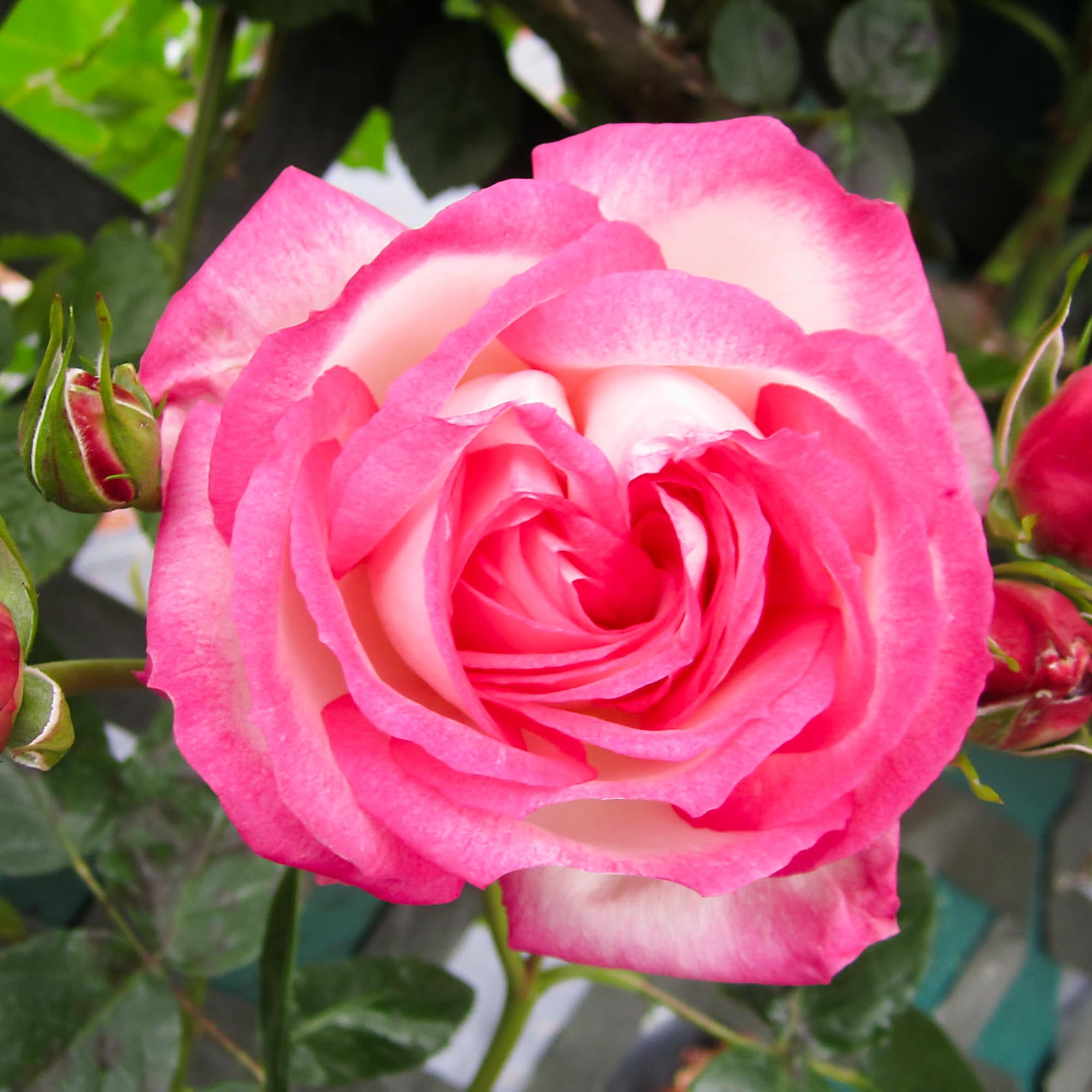 Kiss Of Desire Climbing Rose | Colorful Rose Plant – Heirloom