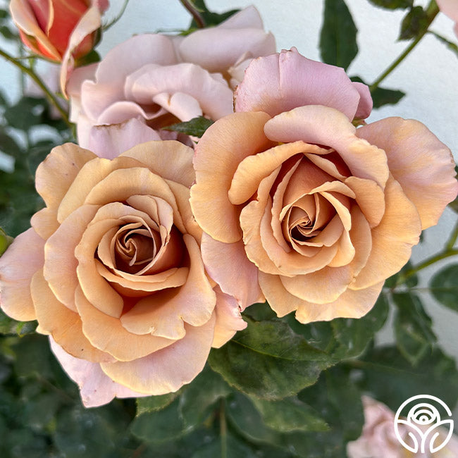 Koko Loko Rose - Floribunda - Moderately Fragrant – Heirloom Roses