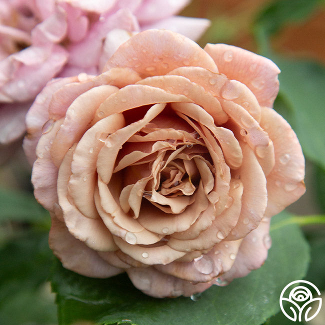 Koko Loko Rose - Floribunda - Moderately Fragrant – Heirloom Roses