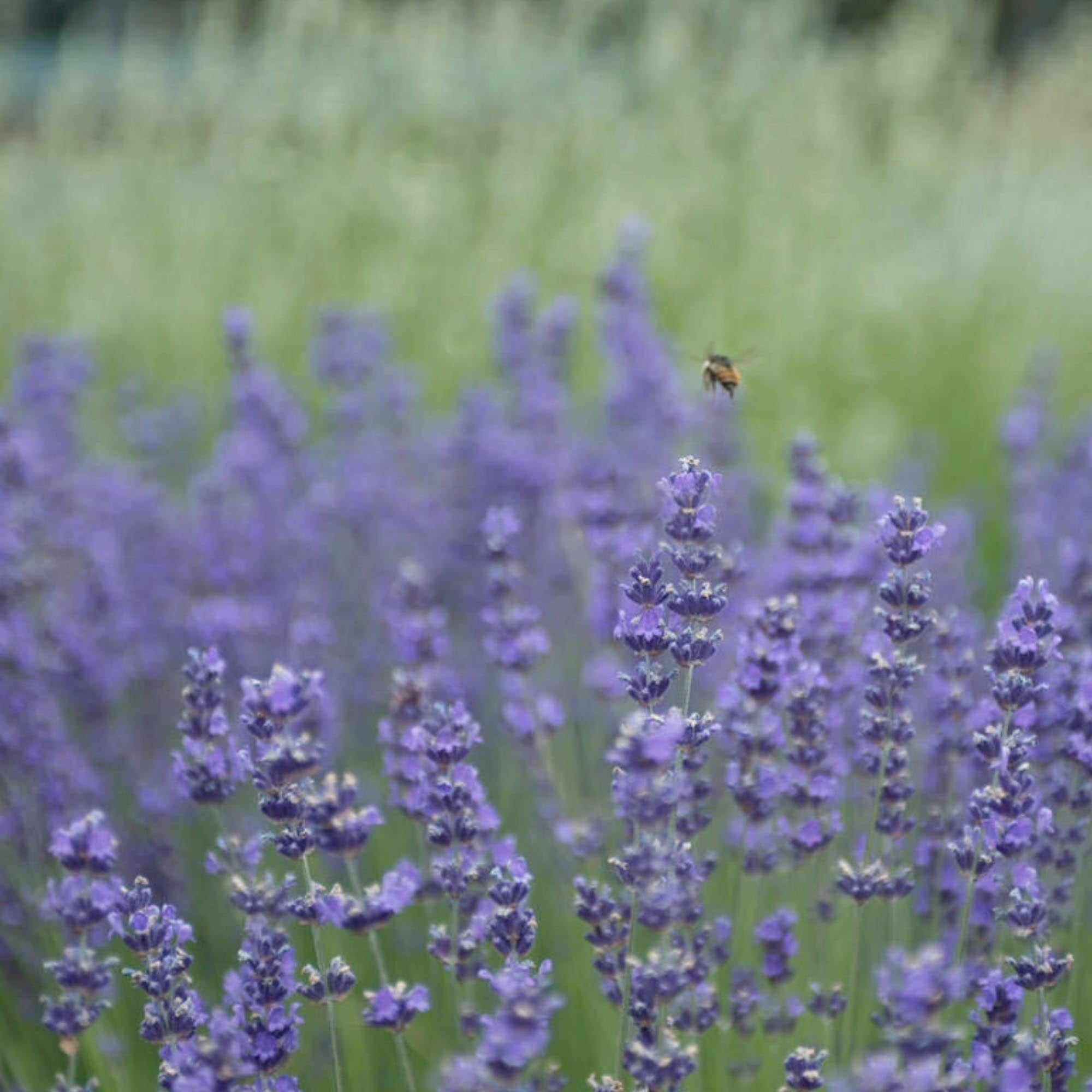 Lavender Munstead