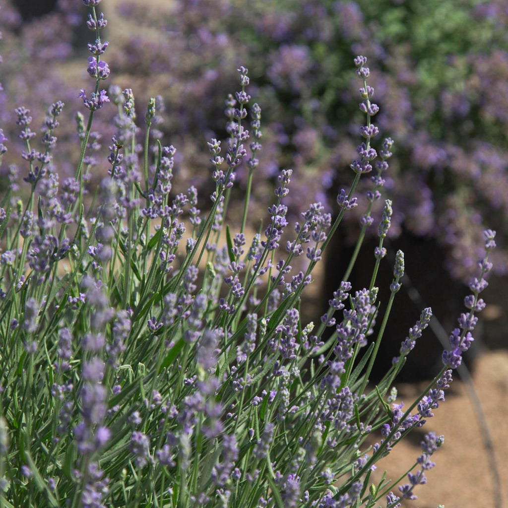 Lavender Munstead