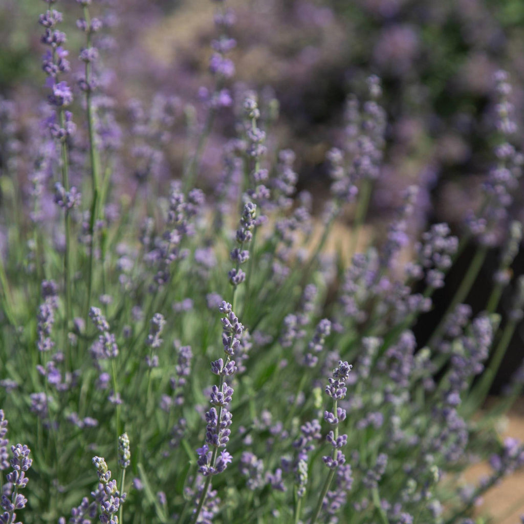Lavender Munstead