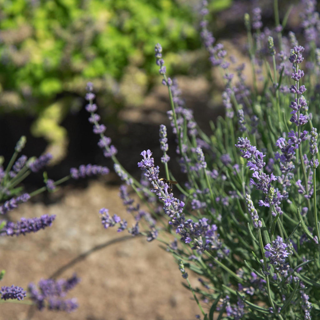Lavender Munstead