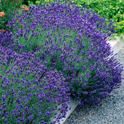 hidcote lavender plants Hidcote Blue – Heirloom