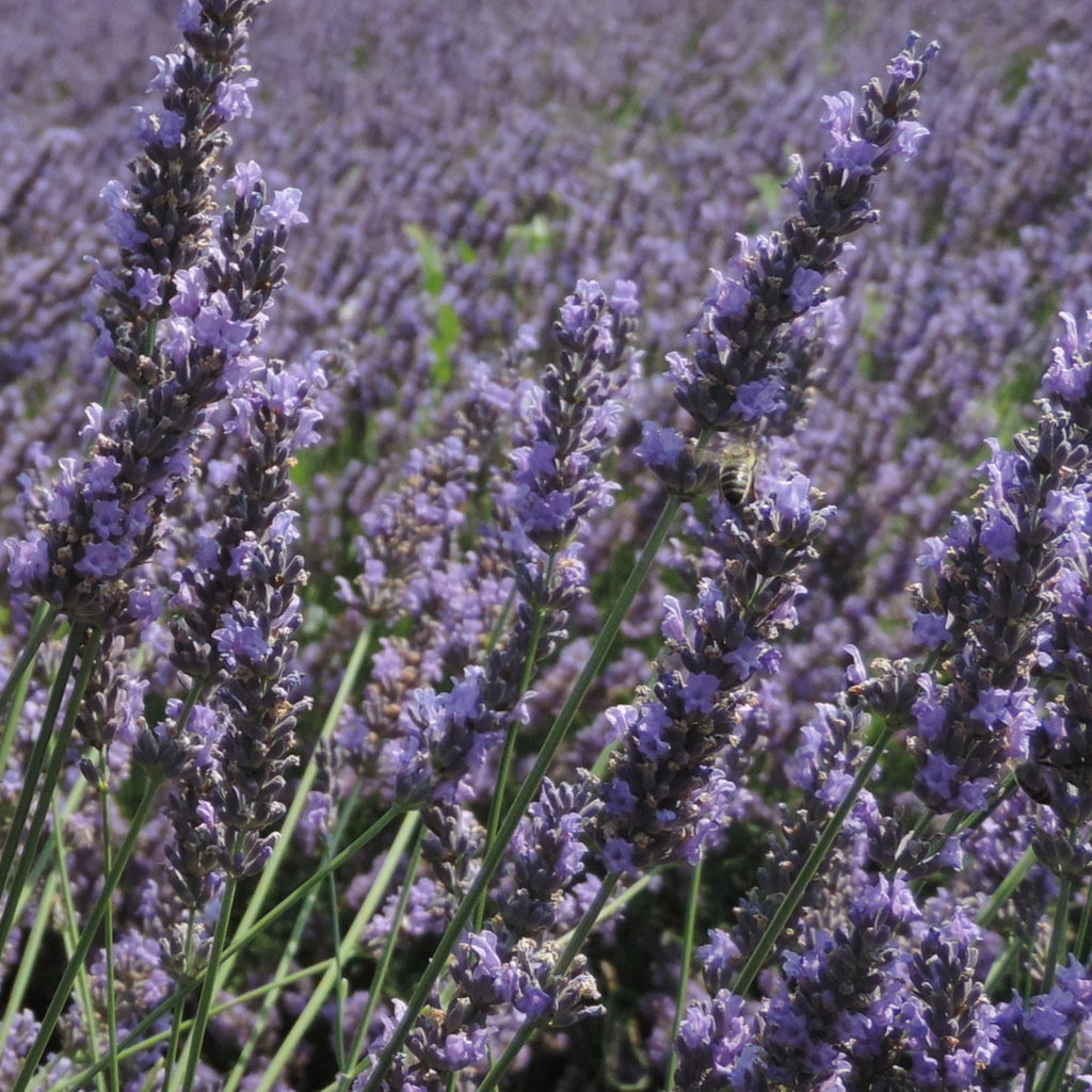 Provence Lavender