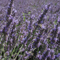 Provence Lavender
