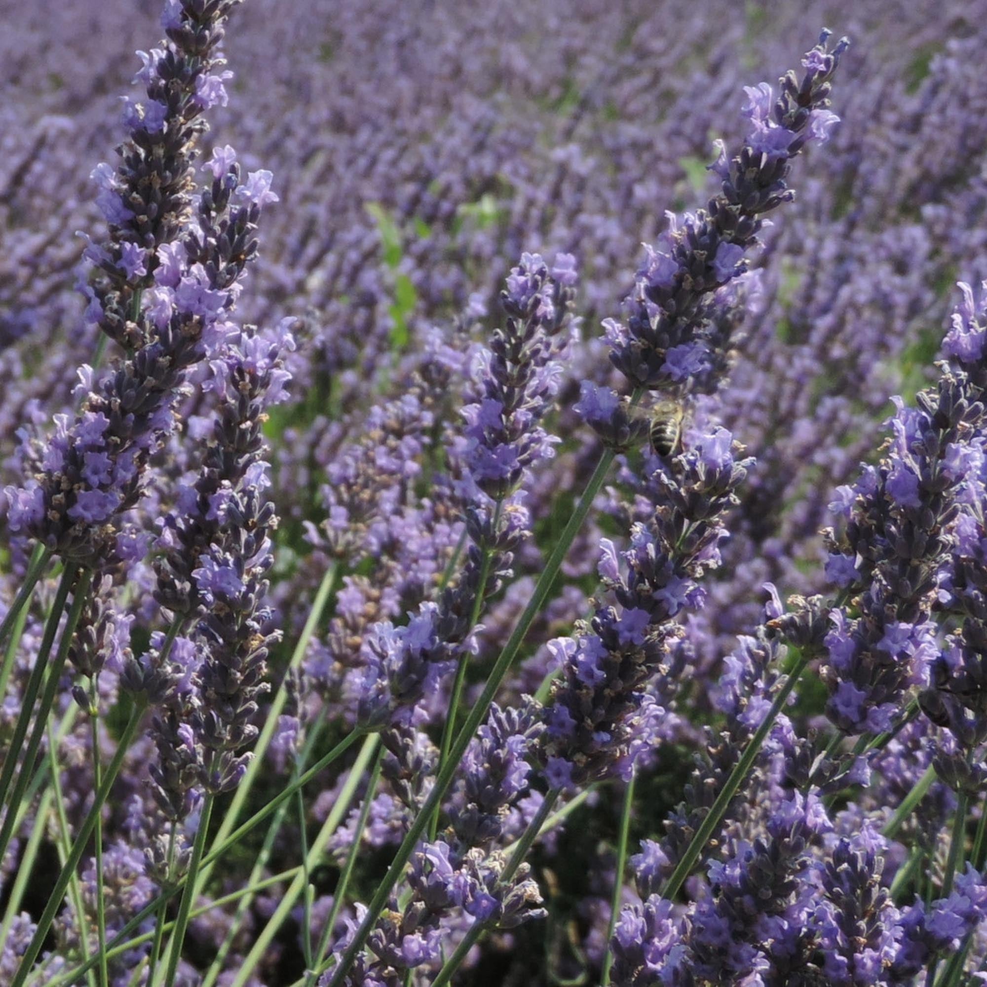 Provence Lavender