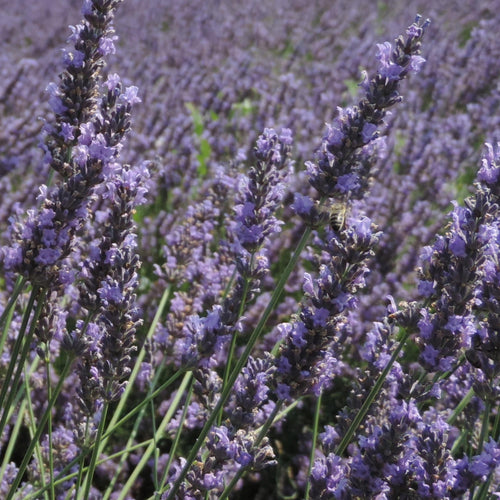 Provence Lavender