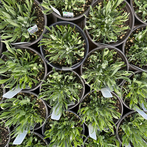 lavender provence plant Provence – Heirloom
