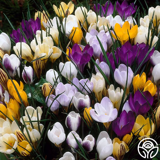 Botanical Crocus Mix