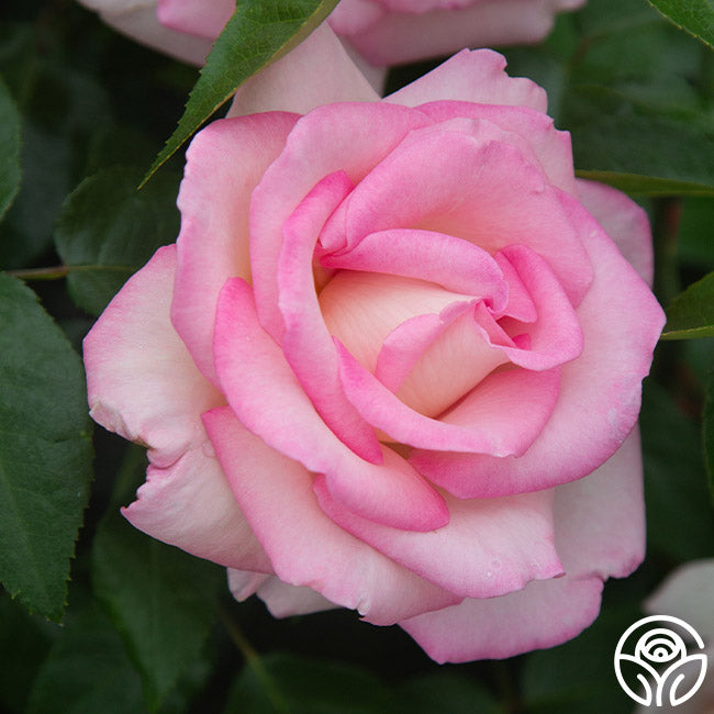 La Fleurette | Pink Hybrid Tea Rose Bush – Heirloom