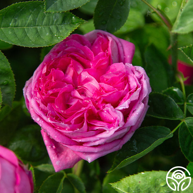 La Reine Hybrid Perpetuals Rose | Fragrant Rose Bush – Heirloom