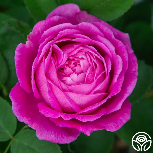 La Reine Hybrid Perpetuals Rose | Fragrant Rose Bush – Heirloom