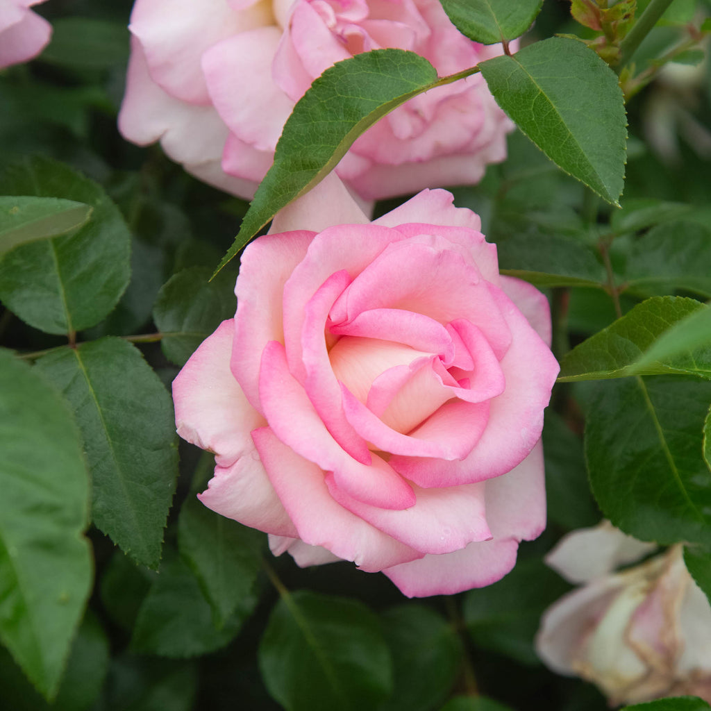 La Fleurette