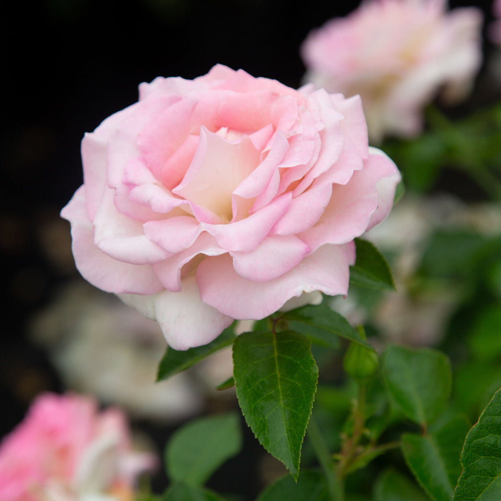 La Fleurette