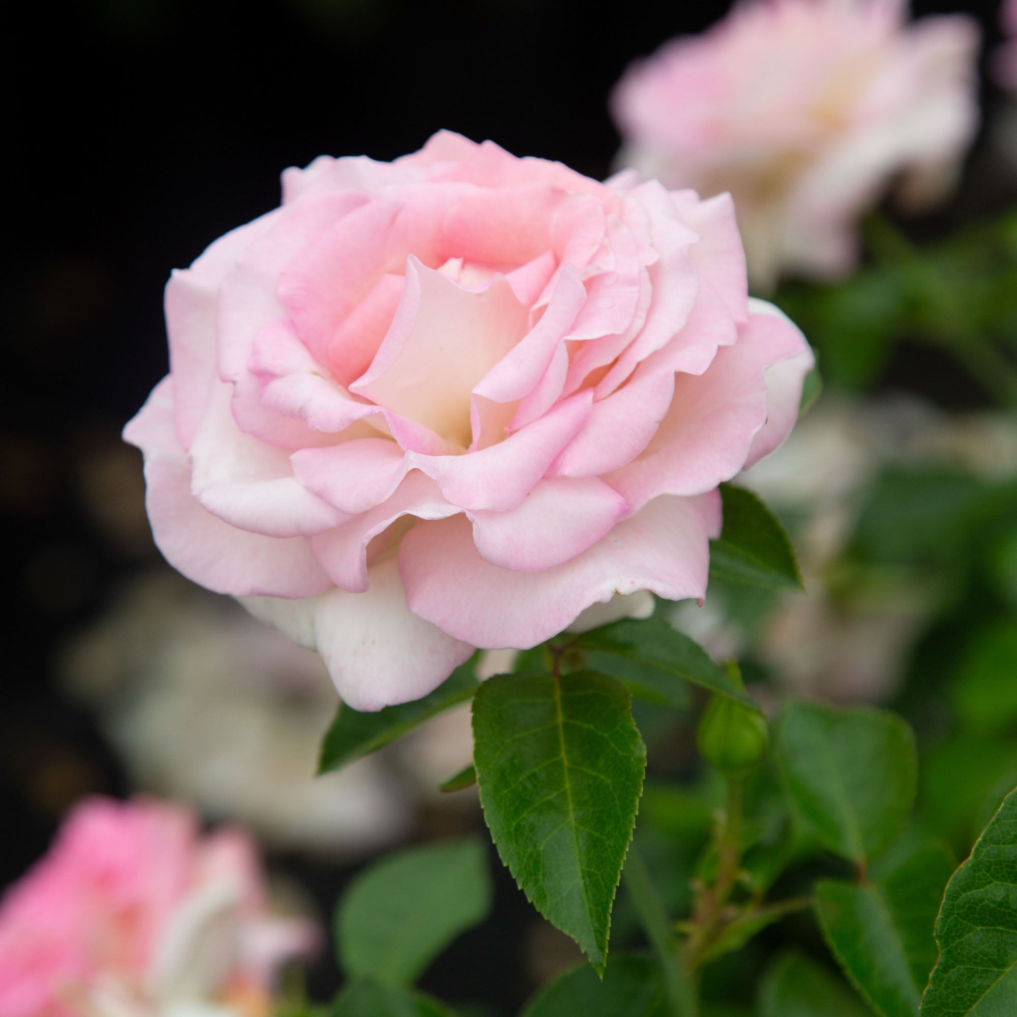 La Fleurette
