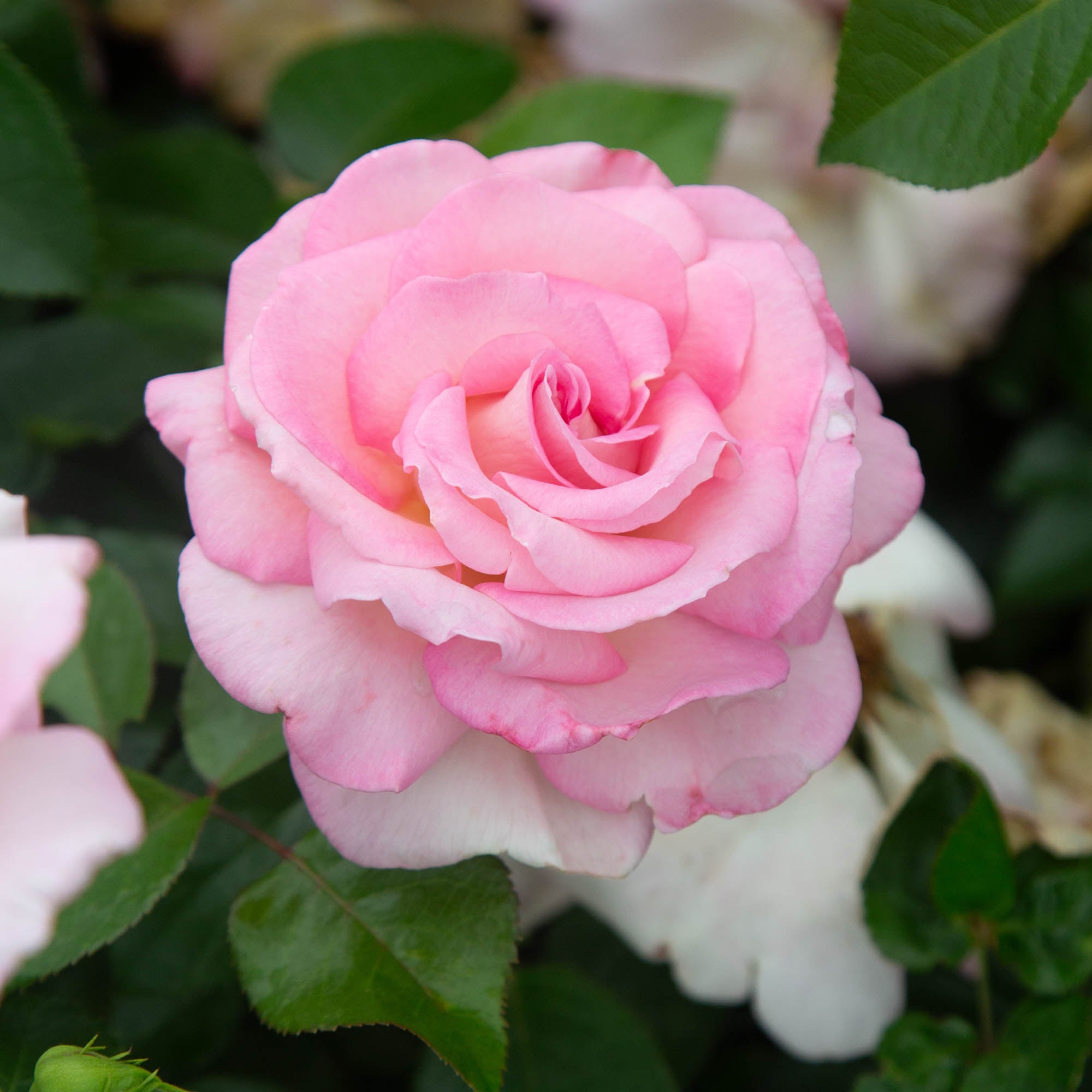 La Fleurette | Pink Hybrid Tea Rose Bush – Heirloom
