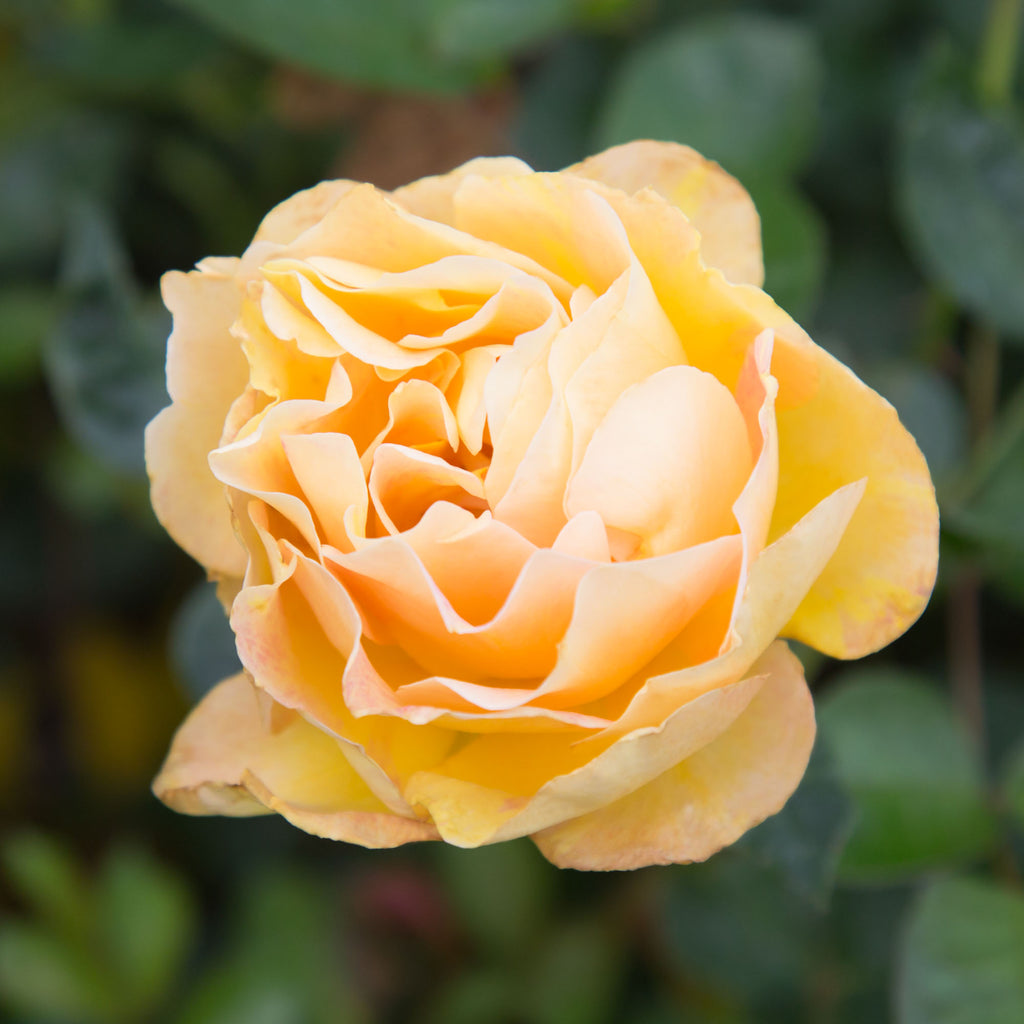 La Parisienne™
