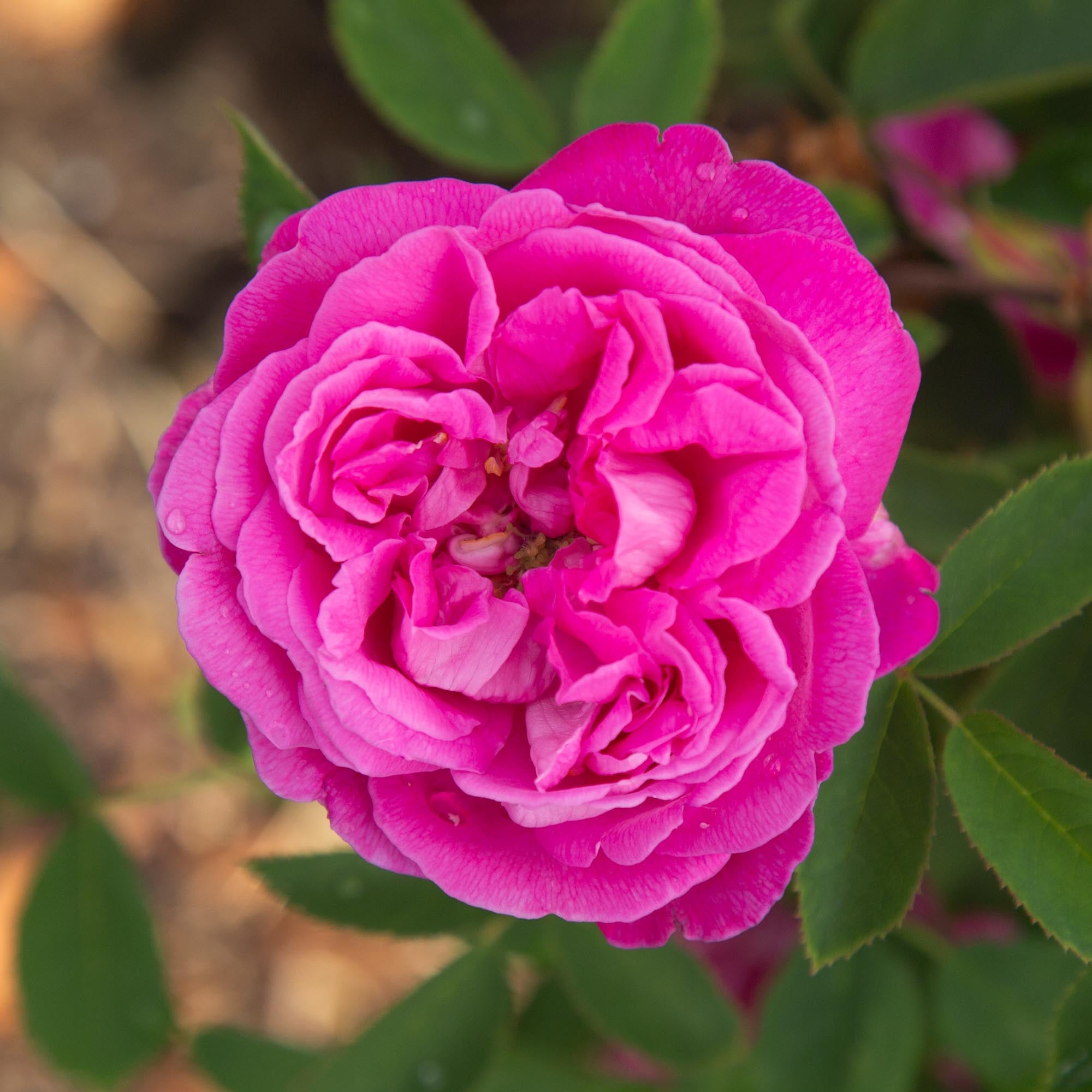 La Reine