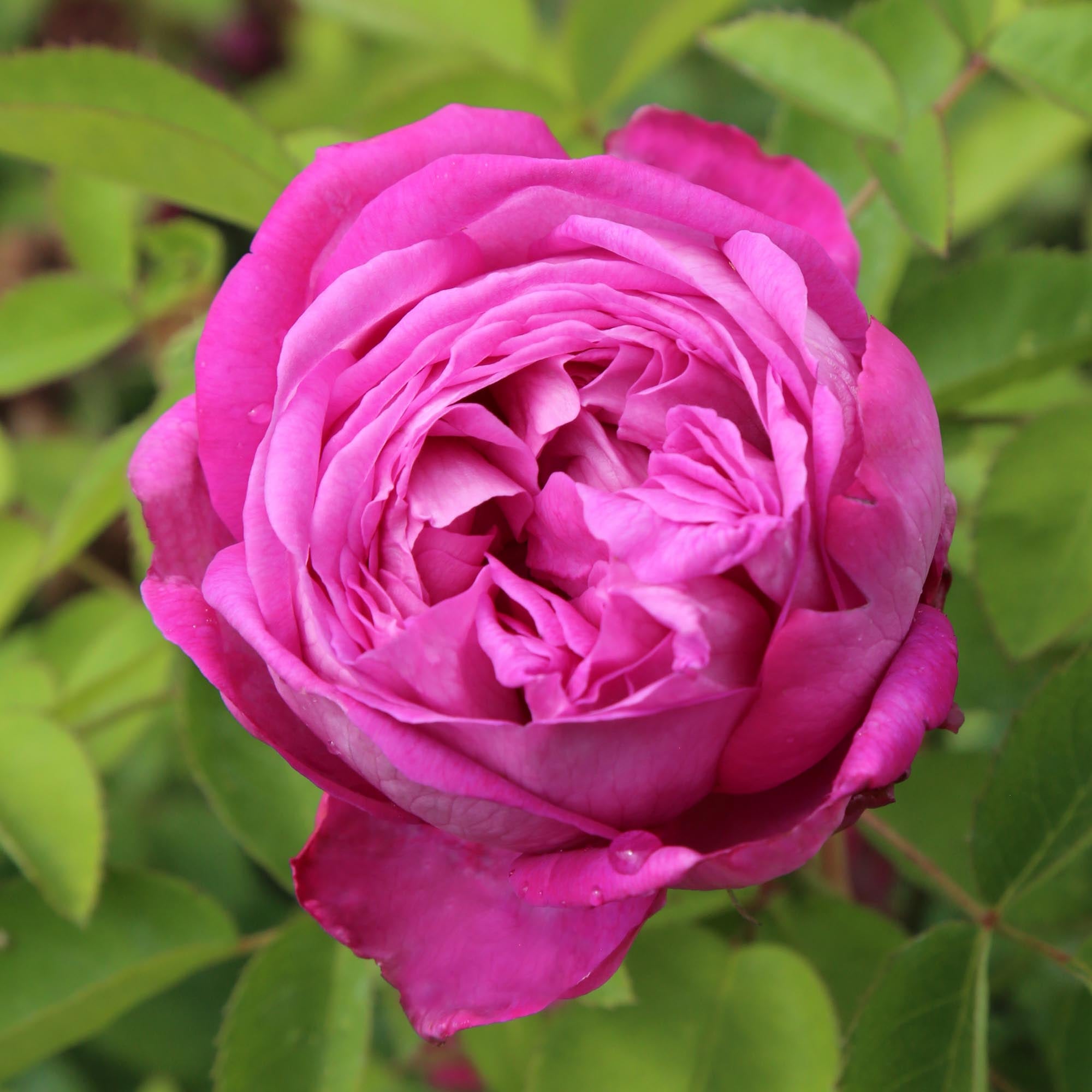 La Reine