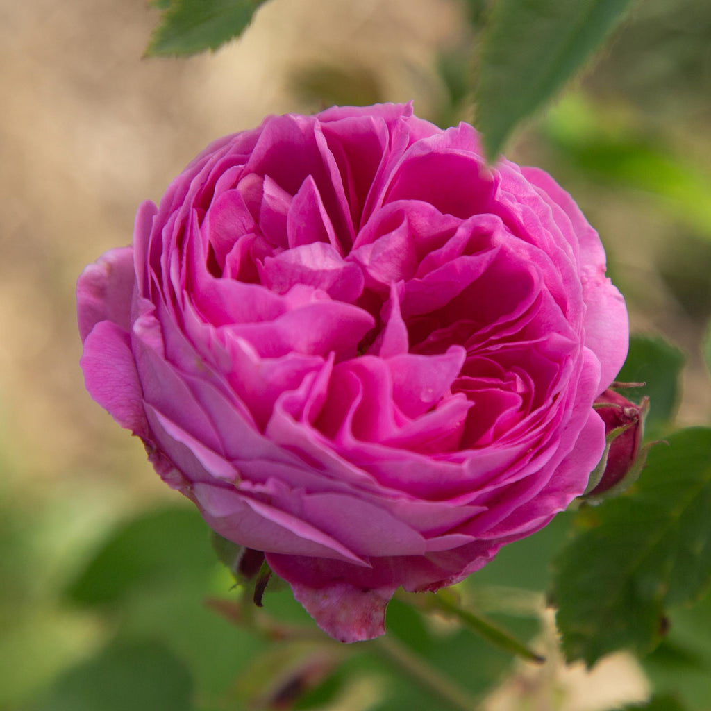 La Reine