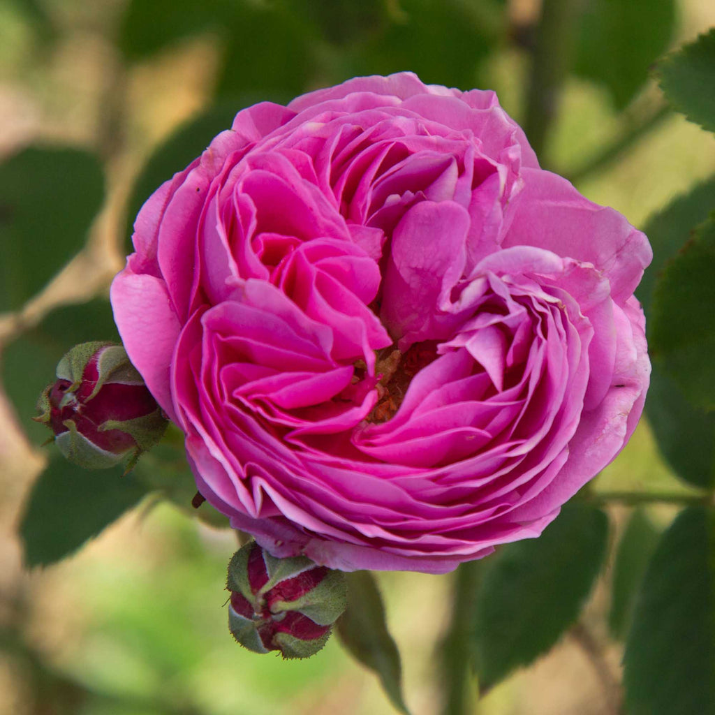La Reine