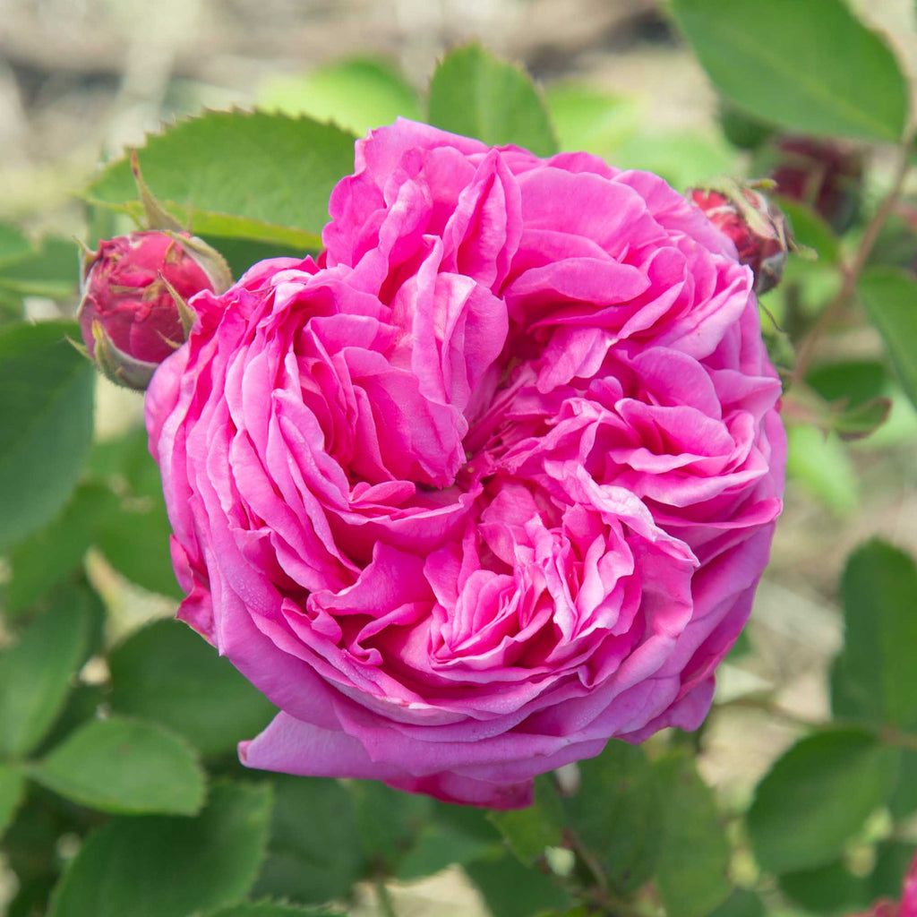 La Reine
