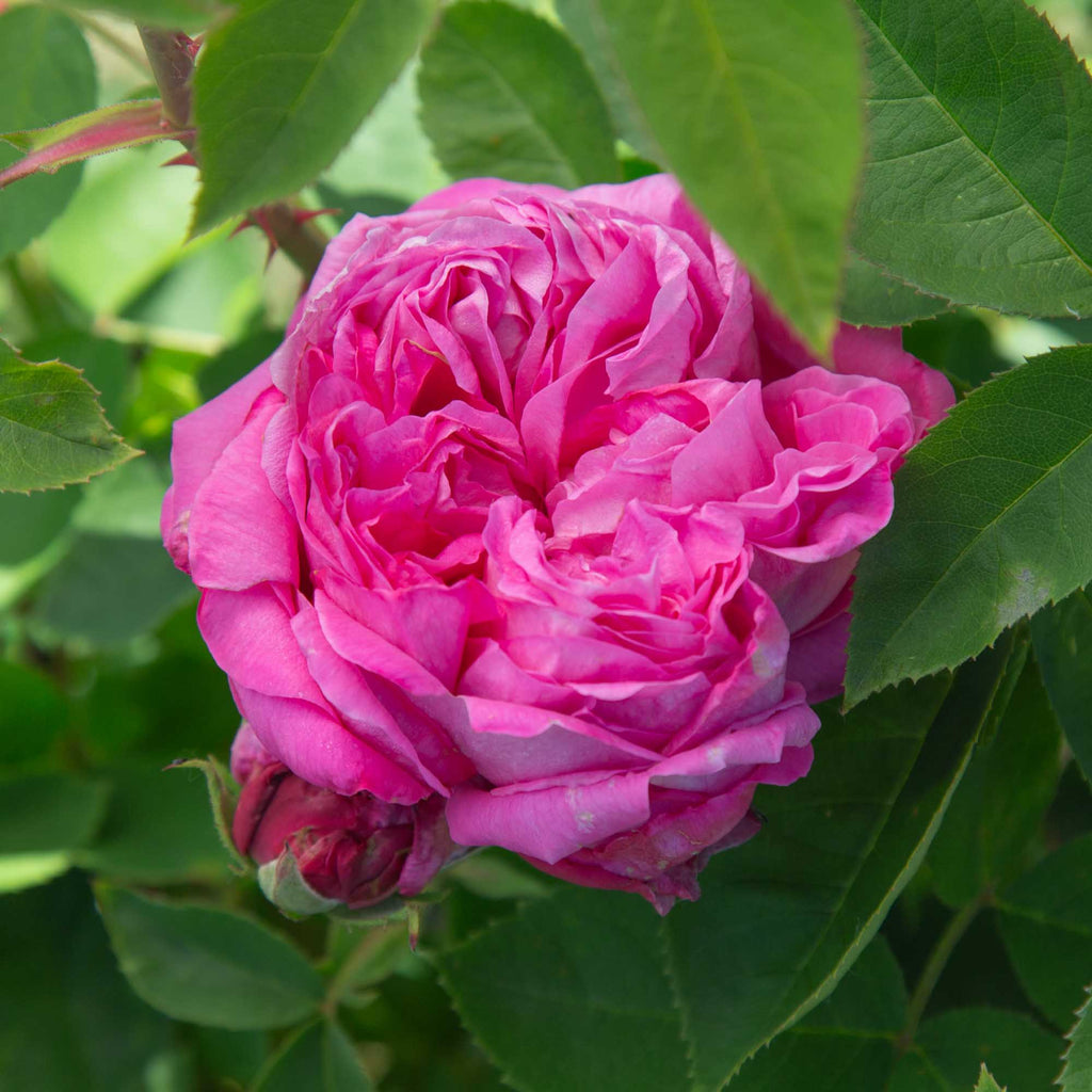 La Reine