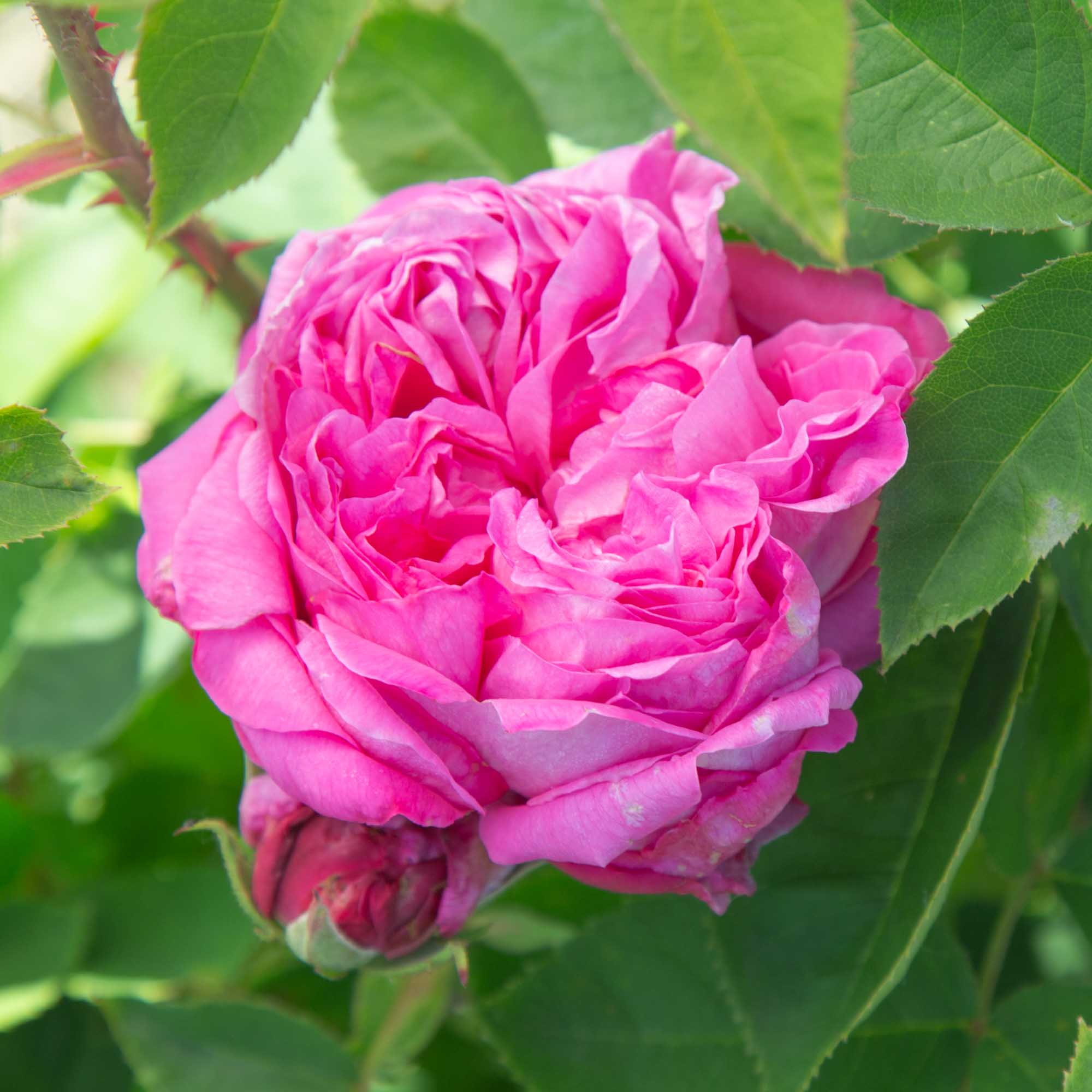 La Reine