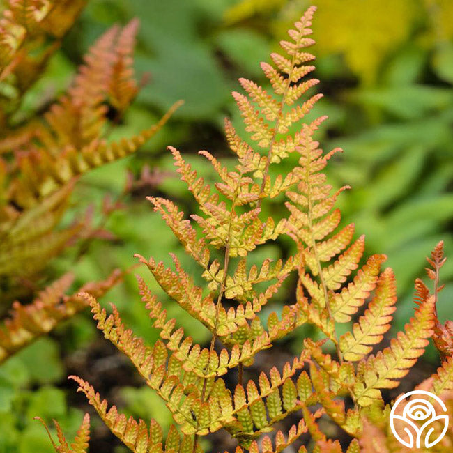 Lacy autumn fern 