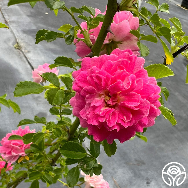 Bright pink Lady Gay rose bloom with ruffled petals and green foliage