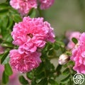 Lady Gay rose clusters displaying vibrant pink, frilly petals against green leaves.