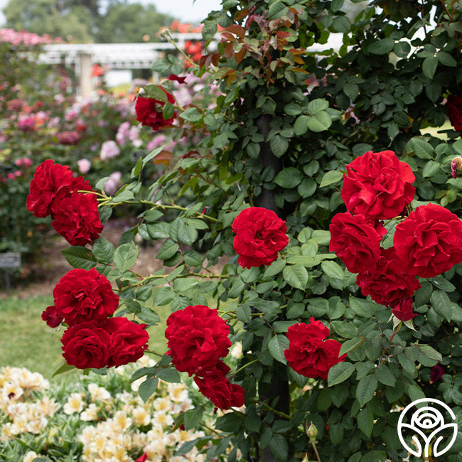 Lady In Red™ – Heirloom Roses