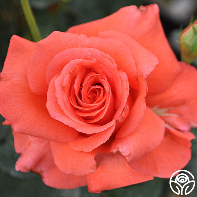 Heirloom Roses Vs Normal Roses Lady Rose – Heirloom