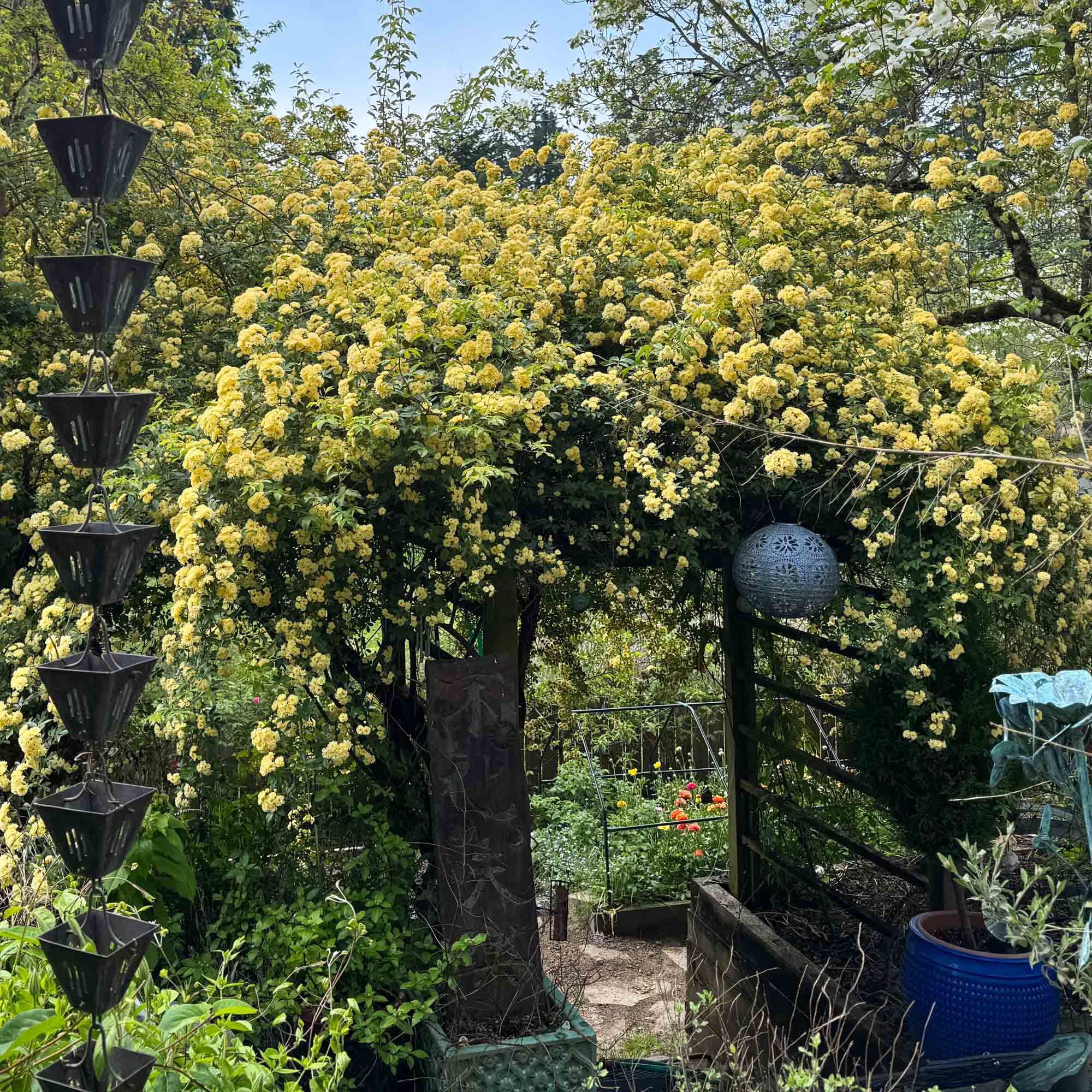 ローズバンク Lady Banks | Yellow Climbing Rose Bush – Heirloom