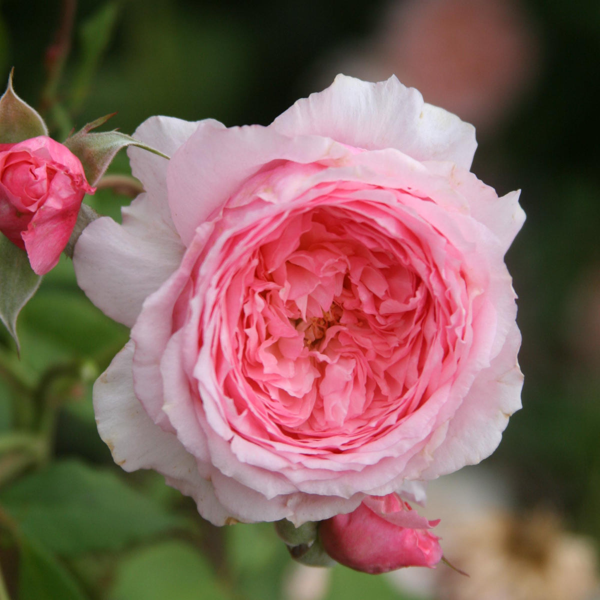 Lady Heirloom Shrub Rose | Fragrant Rose Bush