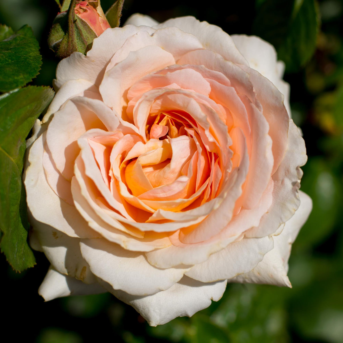 Lady Jane Grey™