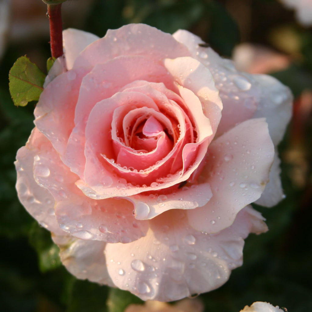 Lady Jane Grey™
