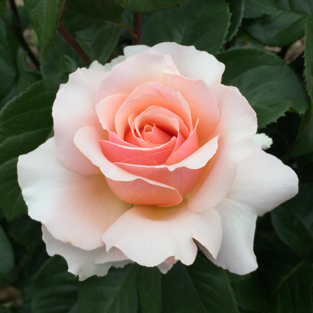 Lady Jane Grey™