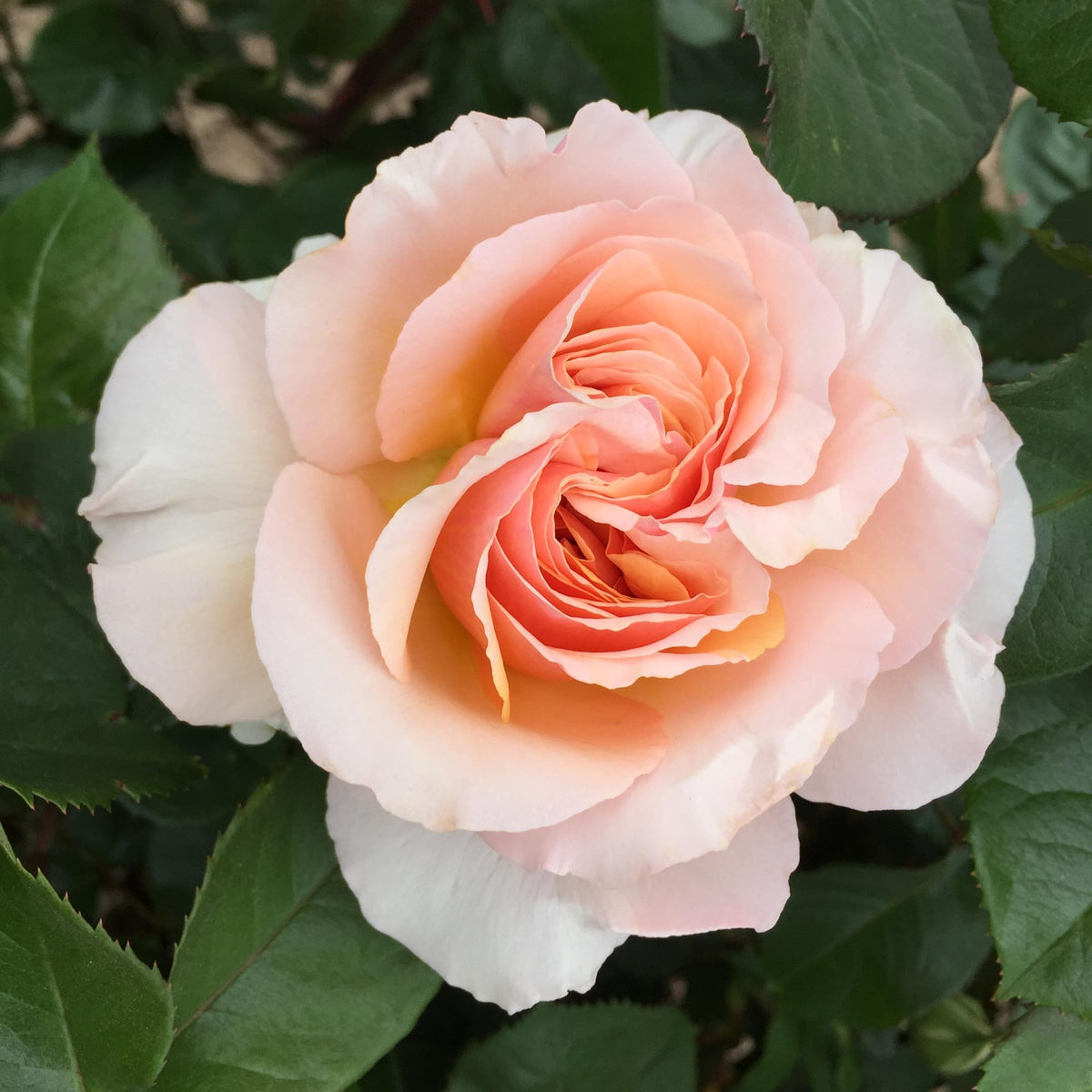 Lady Jane Grey™