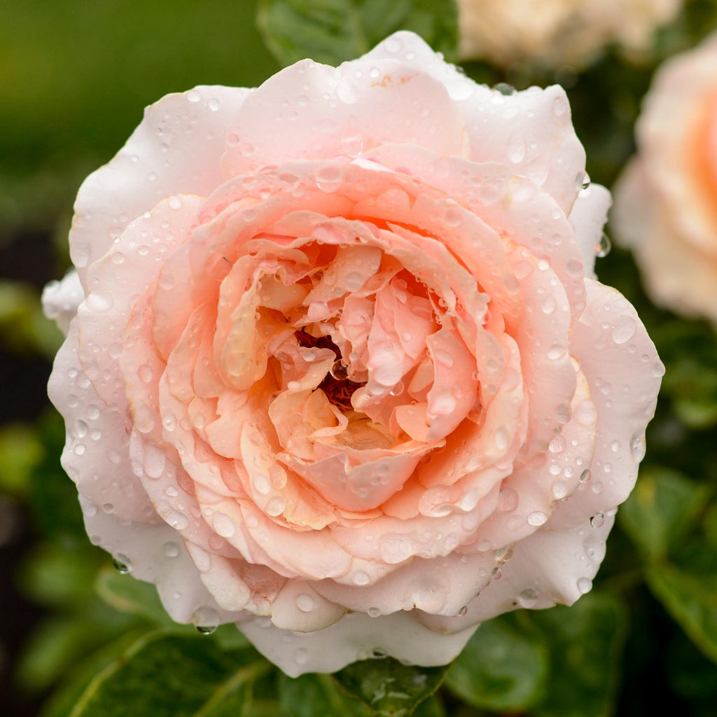 Lady Jane Grey™