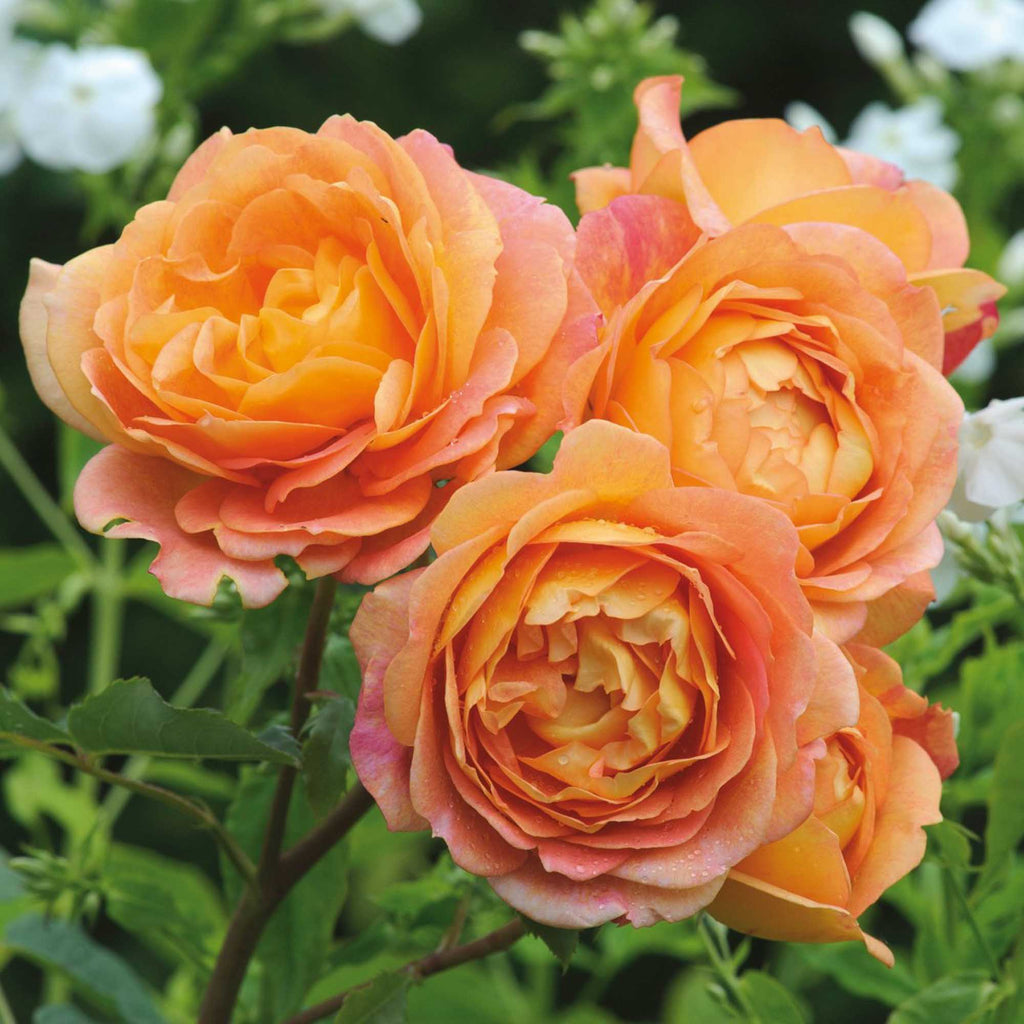 Lady Of Shalott