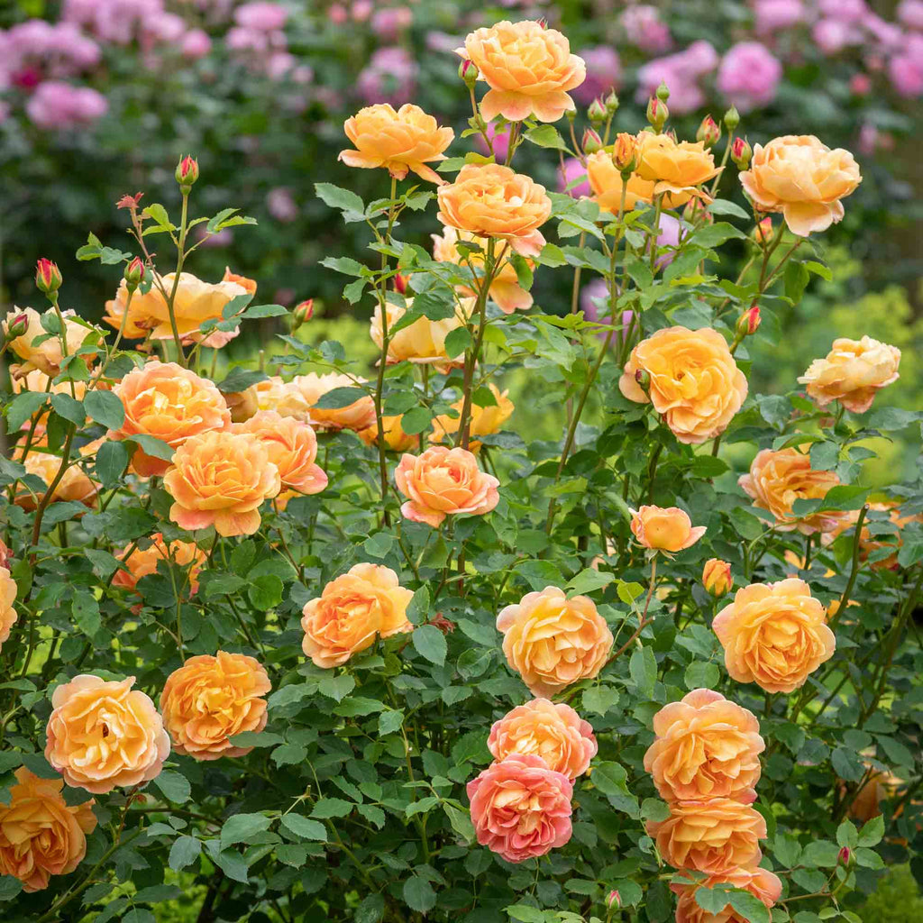Lady Of Shalott