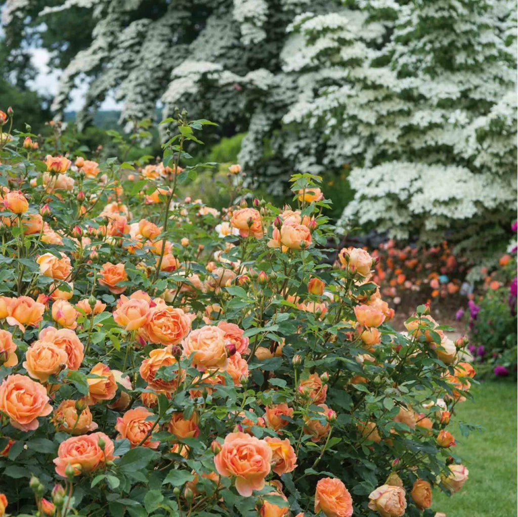 Lady Of Shalott