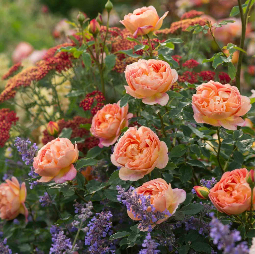 Lady Of Shalott